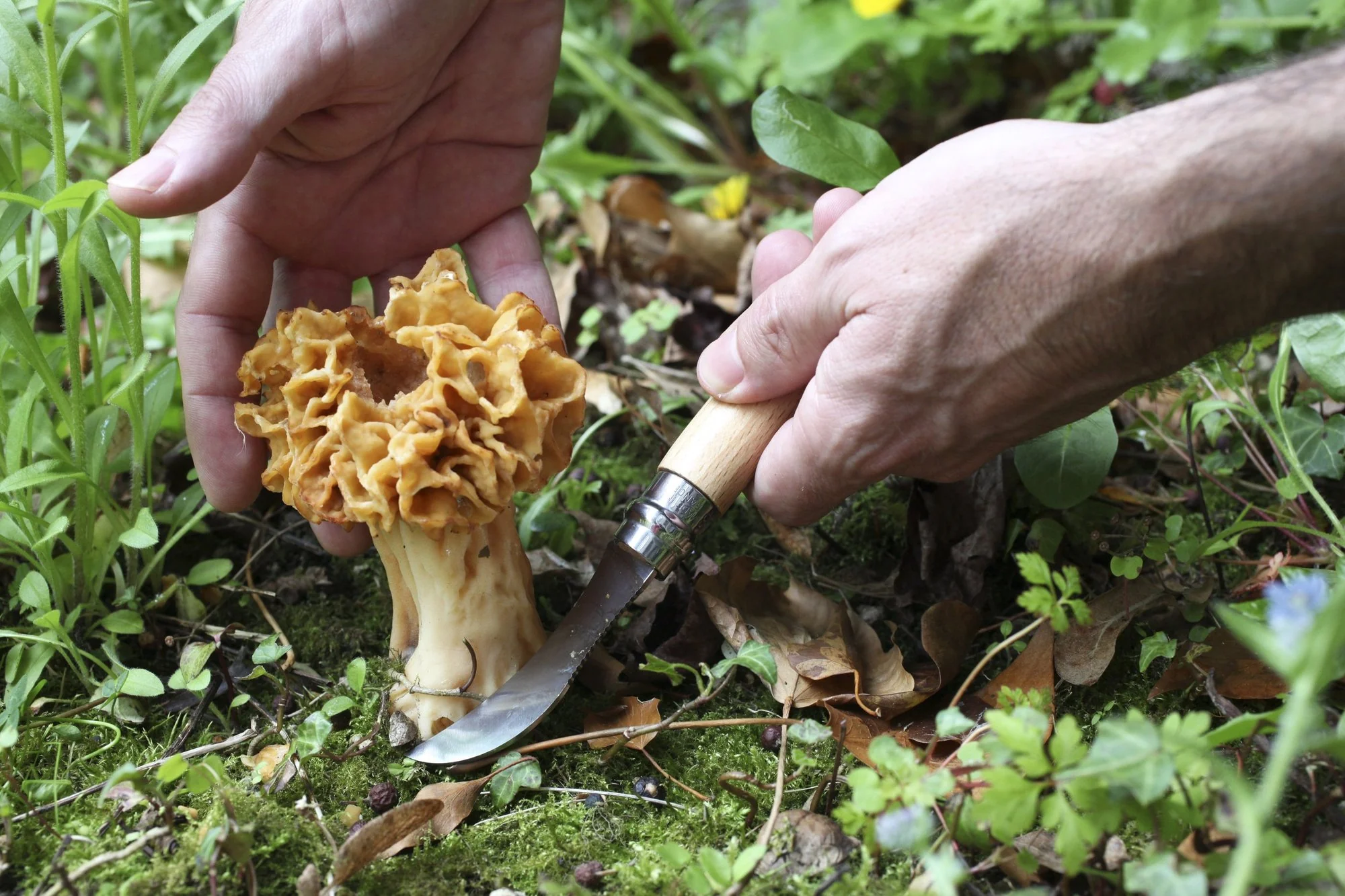 Opinel No. 8 Mushroom Knife - Image 3